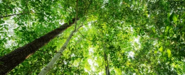 Bracewell Carbon Capture practice banner image, which shows trees and light filtering through the trees.