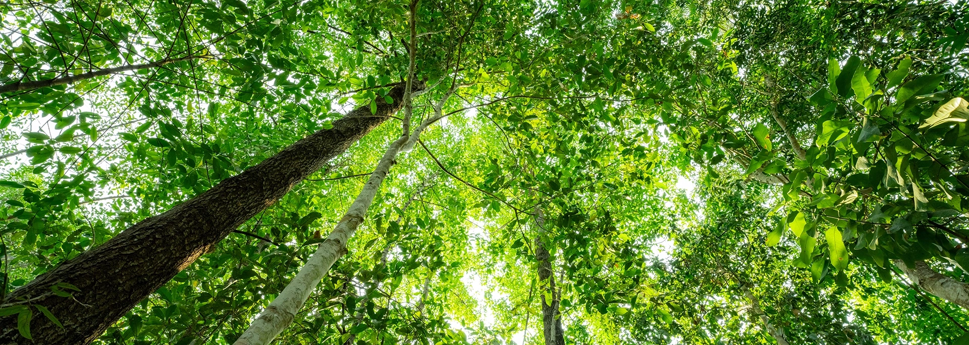 Bracewell Carbon Capture practice banner image, which shows trees and light filtering through the trees.