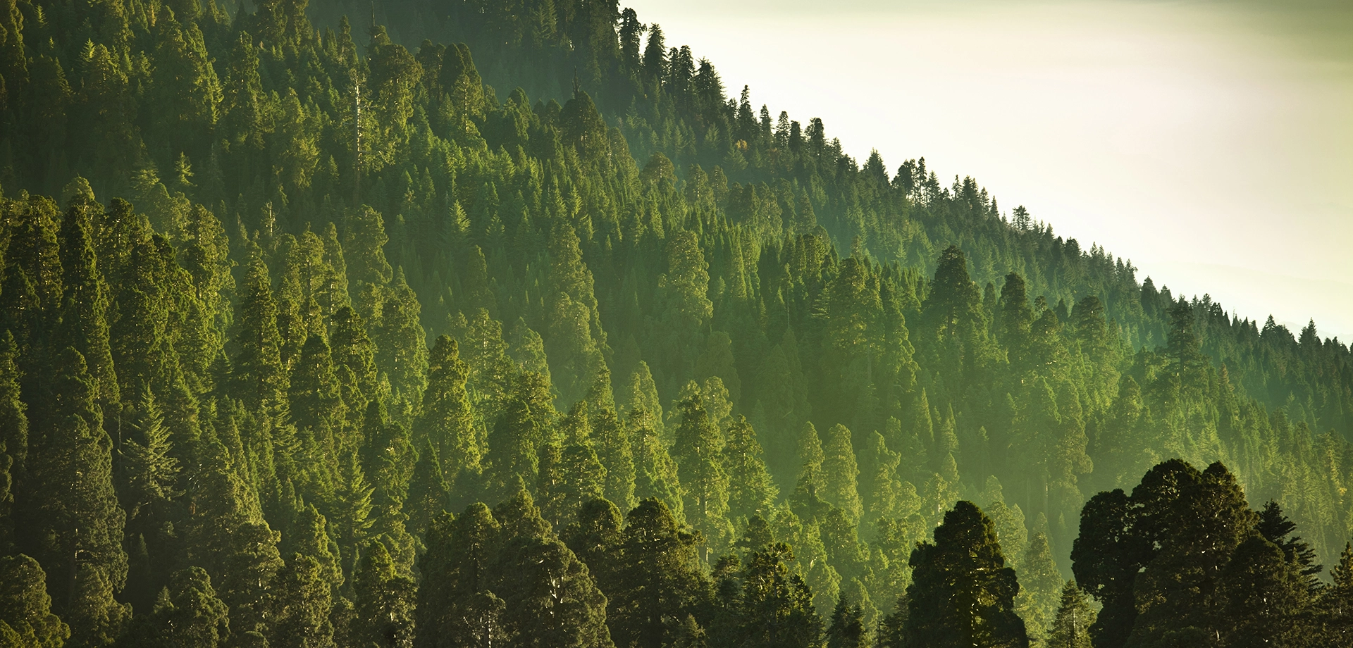 Rows of trees